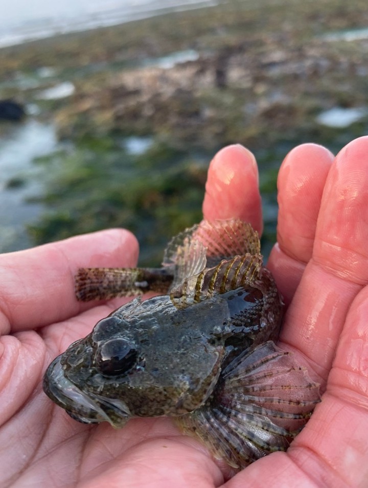 Sculpin